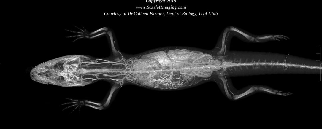 American alligator with BriteVu- our new contrast agent.