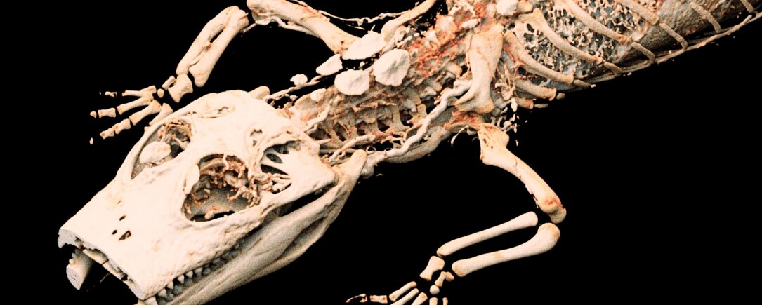 American Alligator as seen with BriteVu!