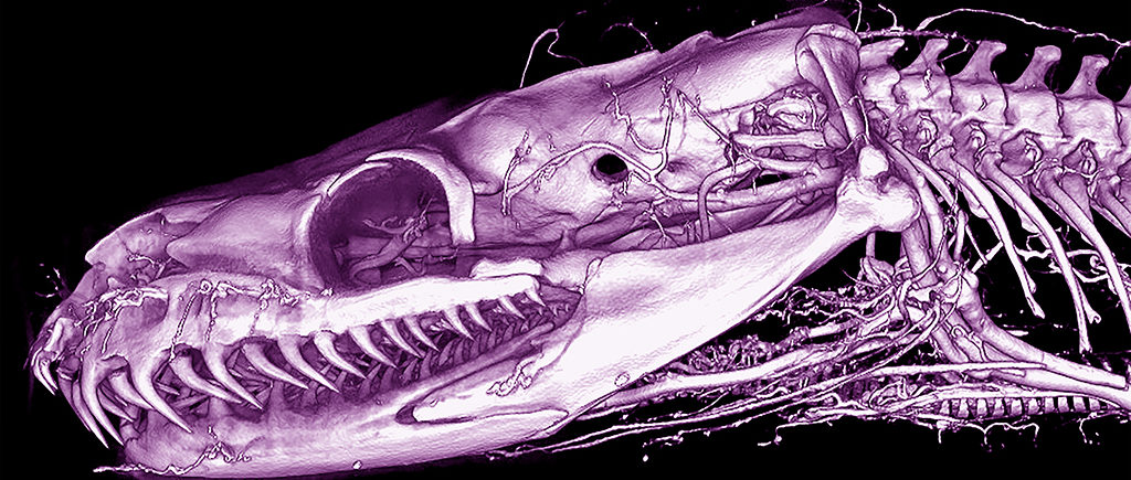Ball Python Head Perfused with BriteVu