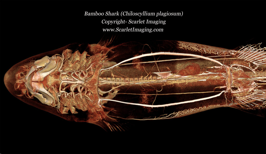 Contrast study with Bamboo sharks followed by CT scan.