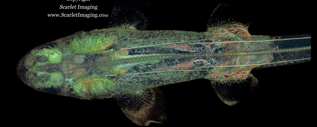 Bamboo Shark contrast study.