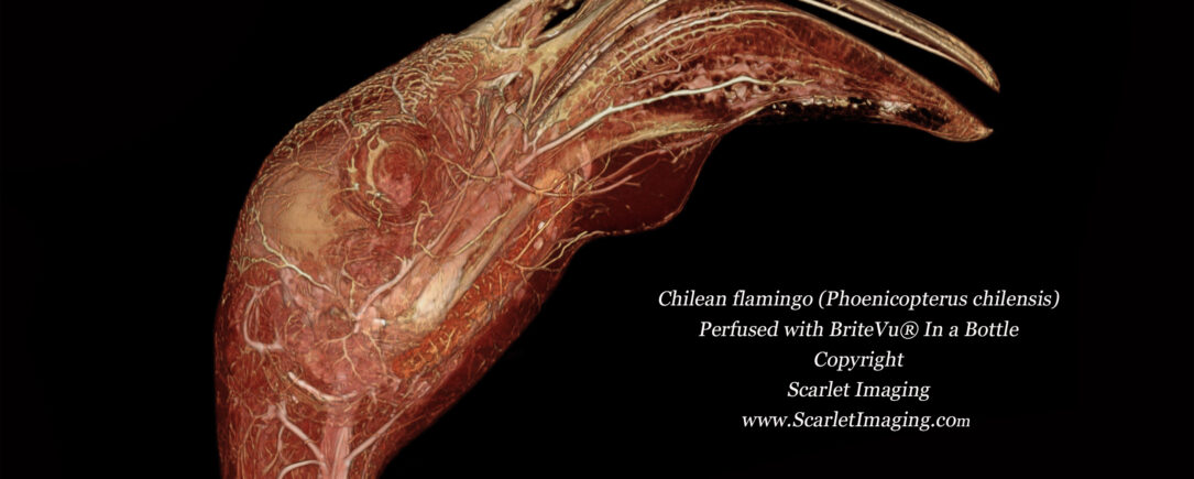 Chilean flamingo with Preservation and BriteVu