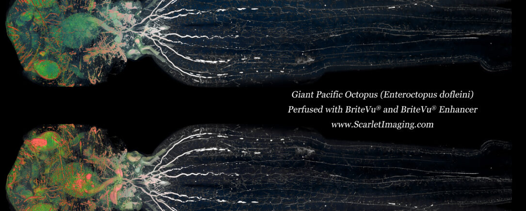 Giant Pacific Octopus BriteVu Study