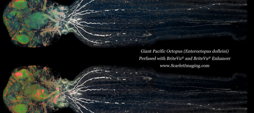 Giant Pacific Octopus BriteVu Study