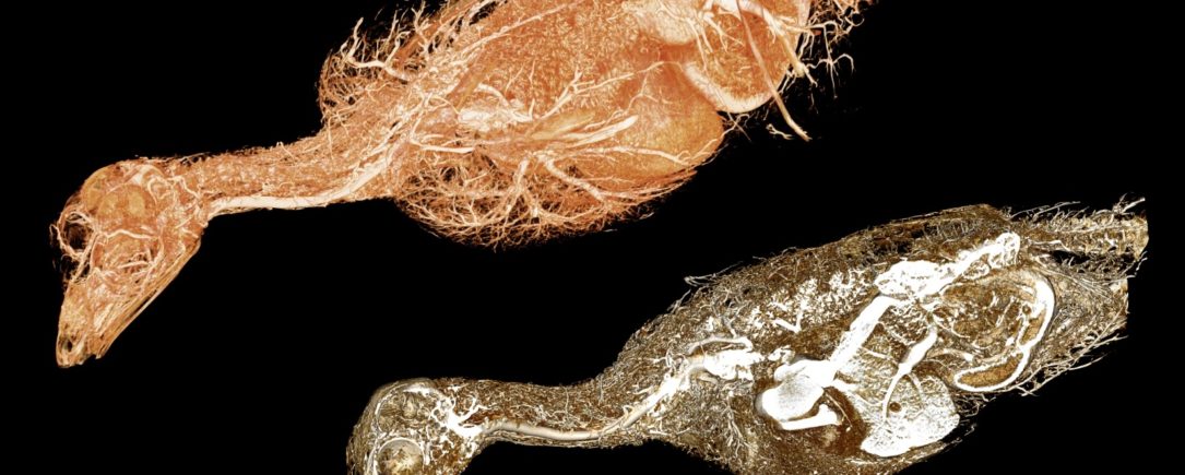 Golden Eagle BriteVu Perfusion