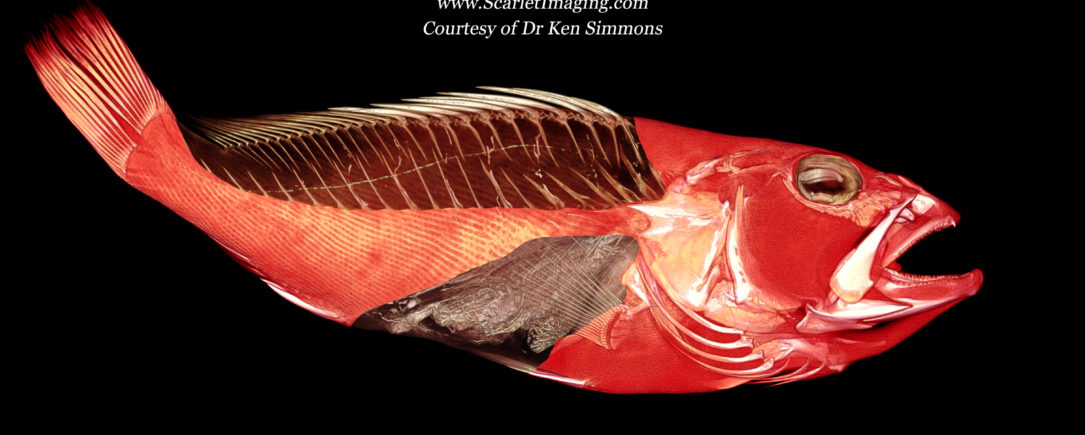 Grouper (fish) perfused with BriteVu and BriteVu Enhancer