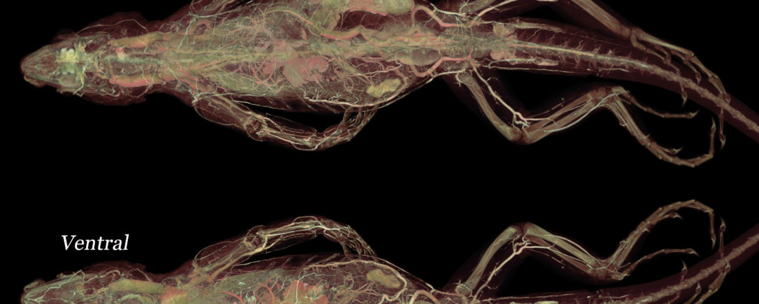 Green Iguana blood supply with BriteVu