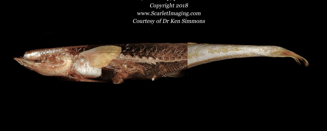 Remora fish perfused with BriteVu