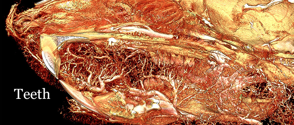 Rat Head with Tongue Blood Supply