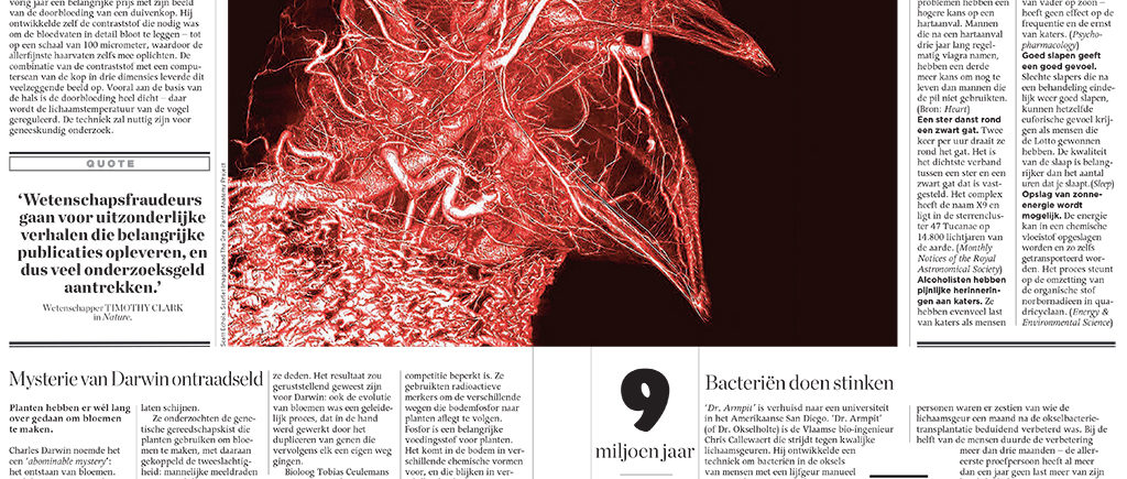 BriteVu Pigeon Art Reported in Magazines Internationally!!