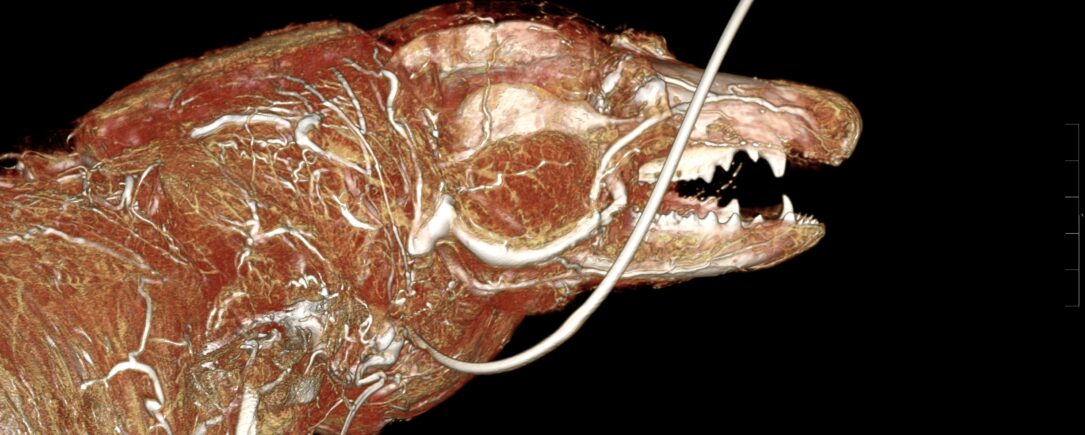 Opossum BriteVu contrast study!