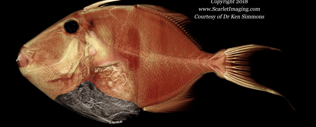 Queen Triggerfish perfused with BriteVu contrast agent