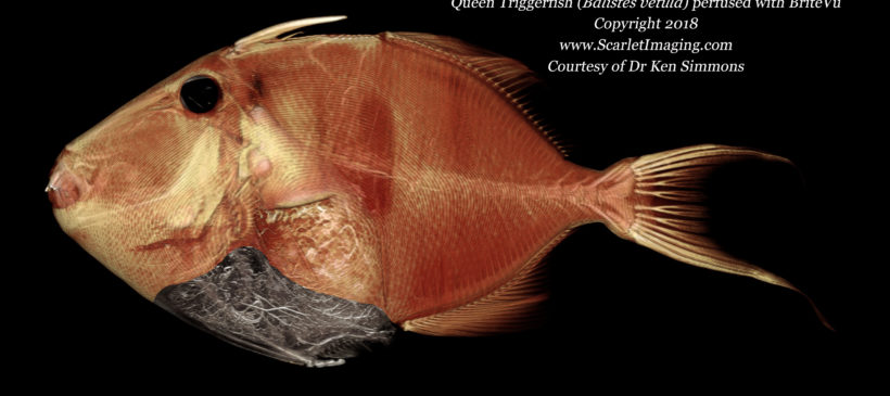 Queen Triggerfish perfused with BriteVu contrast agent