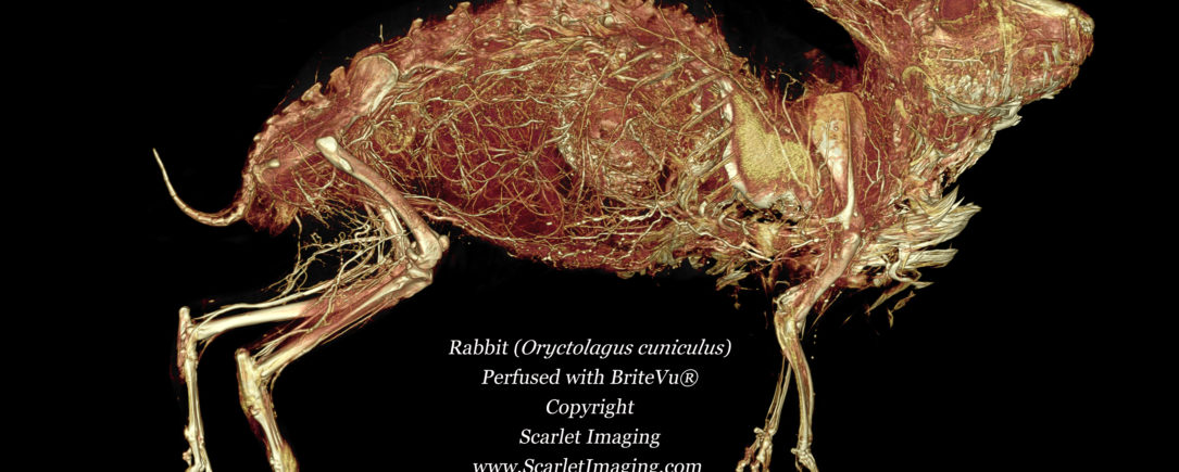 Rabbit Anatomy Highlighted with BriteVu