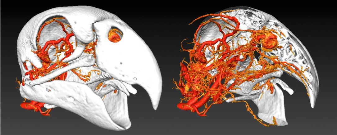 Researcher Highlight – Dr Scott Echols. U of Utah Research