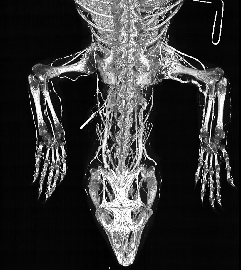 White Throated Monitor Contrast Perfusion Using BriteVu