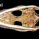 Alligator head using (whole body) BriteVu contrast arteriovenogram. 
