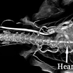 Alligator heart and neck (whole body) BriteVu contrast arteriovenogram.  
