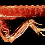 Bearded dragon whole body BriteVu arteriovenogram. 