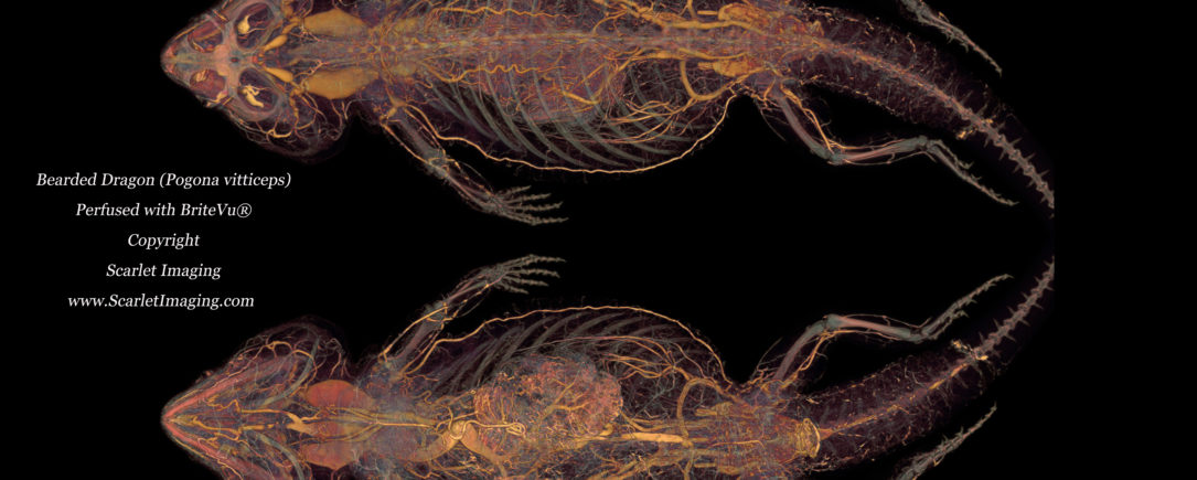 Bearded dragon anatomy as seen with BriteVu
