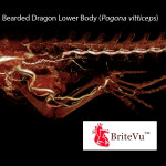 Rat Heart Perfused with BriteVu CT Contrast Agent