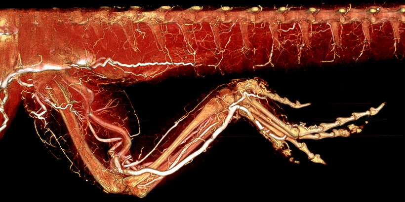 Bearded Dragon Leg and Tail Perfused with BriteVu