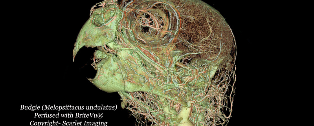 Budgie BriteVu anatomy