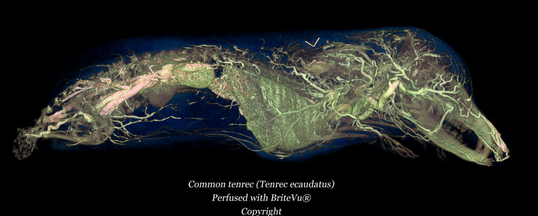 Common Tenrec Anatomy BriteVu Study!!