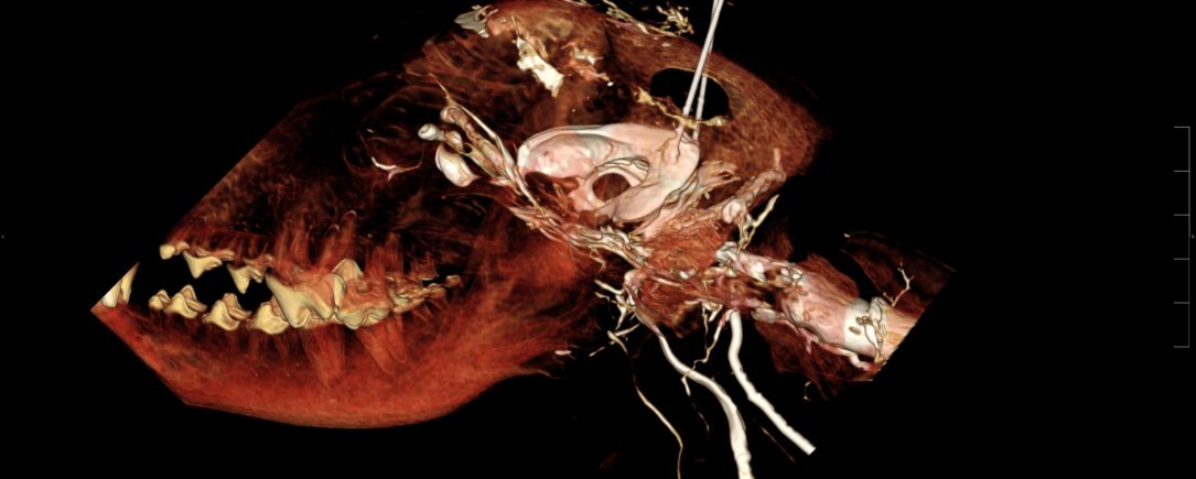 Dog cerebrospinal fluid BriteVu study