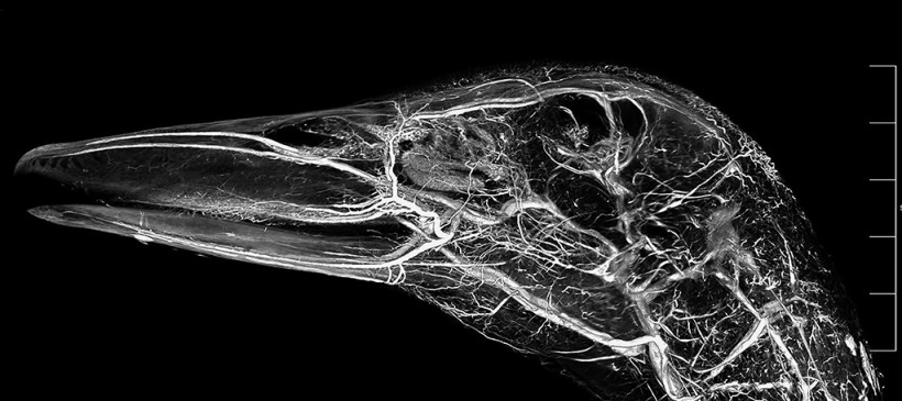 Pekin Duck Head Contrast CT Scan Using BriteVu