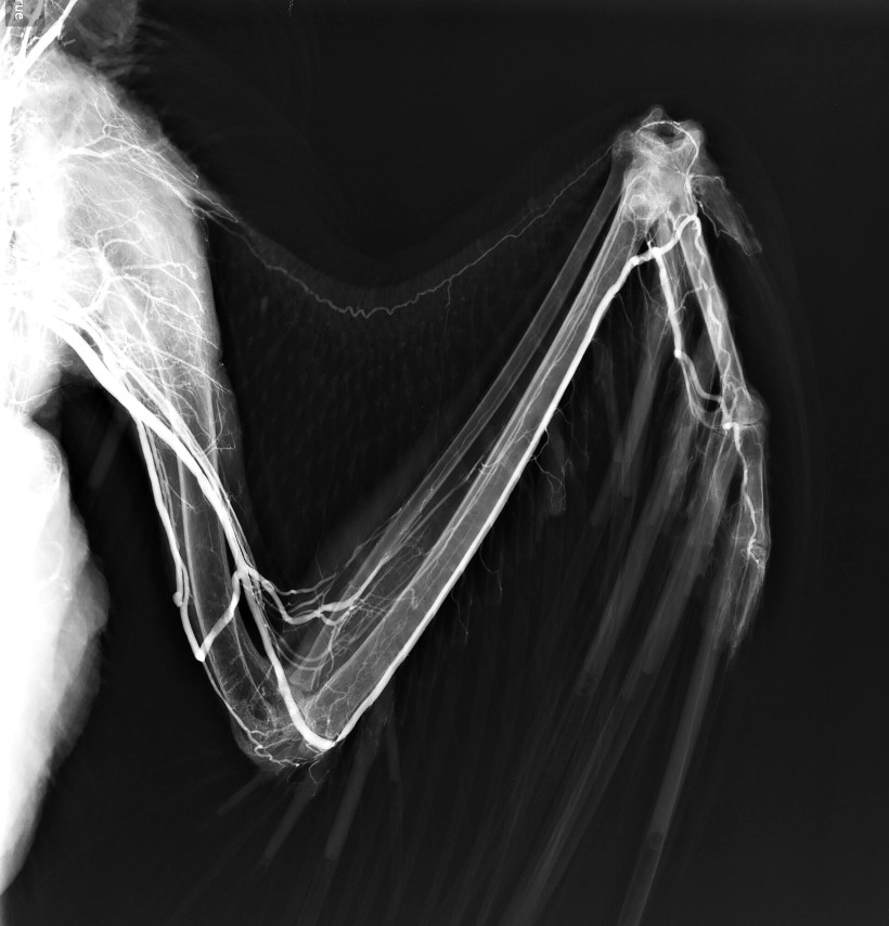 Golden Eagle Wing Angiogram Using BriteVu