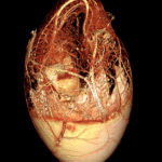 BriteVu goose embryo