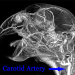 African grey parrot head perfused with BriteVu. 