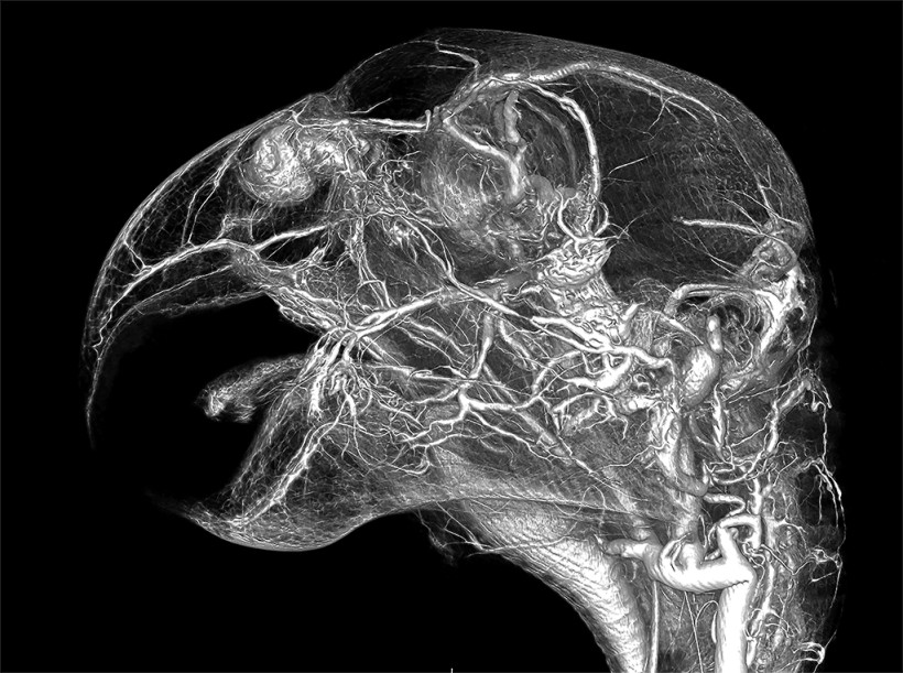 African Grey Parrot Head Contrast CT Scan Using BriteVu