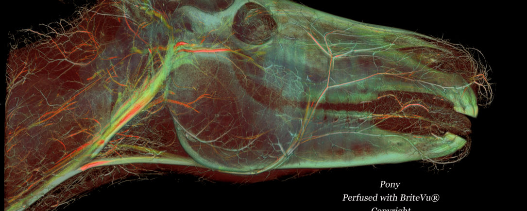 Pony BriteVu Contrast Study