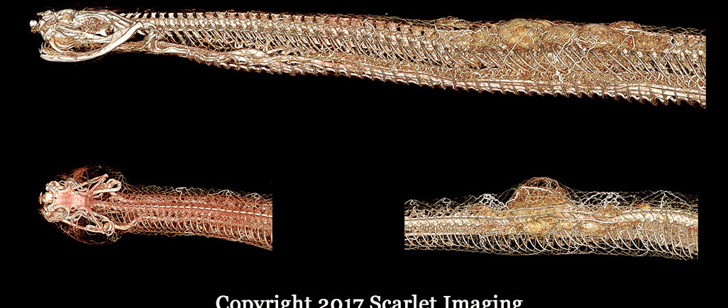 NPR Science Friday Features BriteVu!