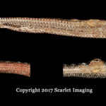 Mojave rattlesnake with BriteVu perfusion