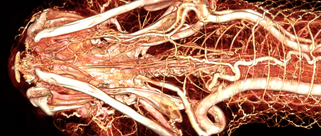 Mojave Rattlesnake with BriteVu