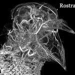 Pigeon head (whole body) BriteVu arteriovenogram.
