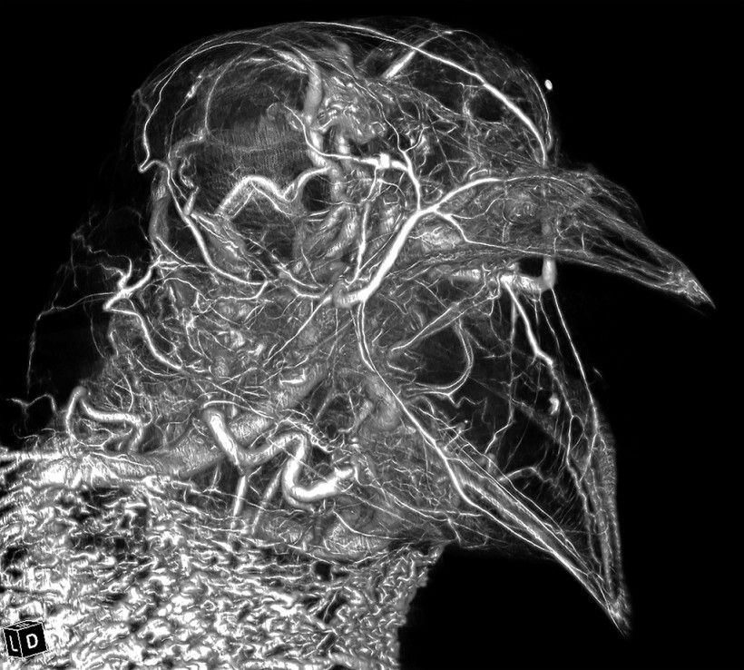 Pigeon Head High Radiodensity Contrast Perfusion Using BriteVu