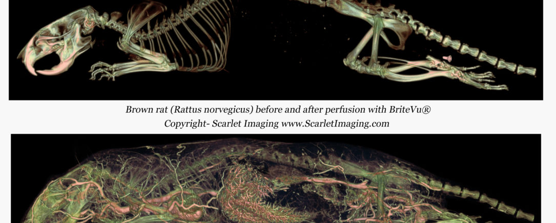 Rat whole body BriteVu study