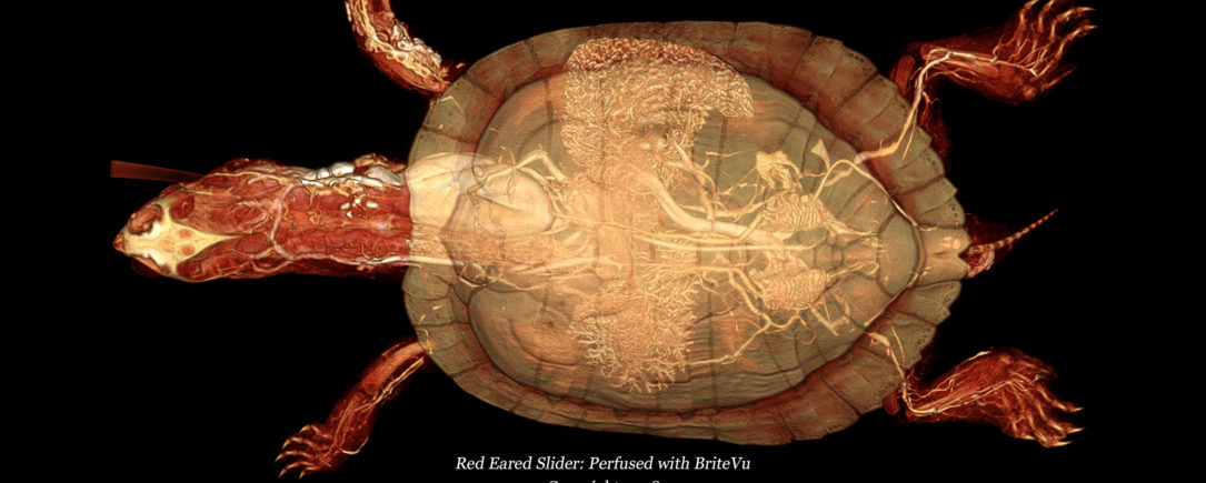 Red eared slider blood supply seen with BriteVu!!