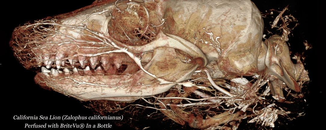 California Sea Lion as seen with BriteVu