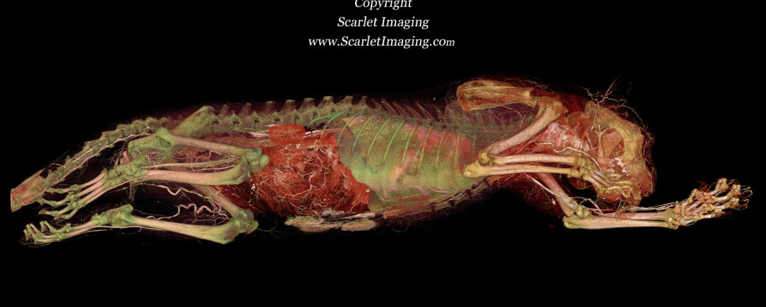 Snow leopard BriteVu study