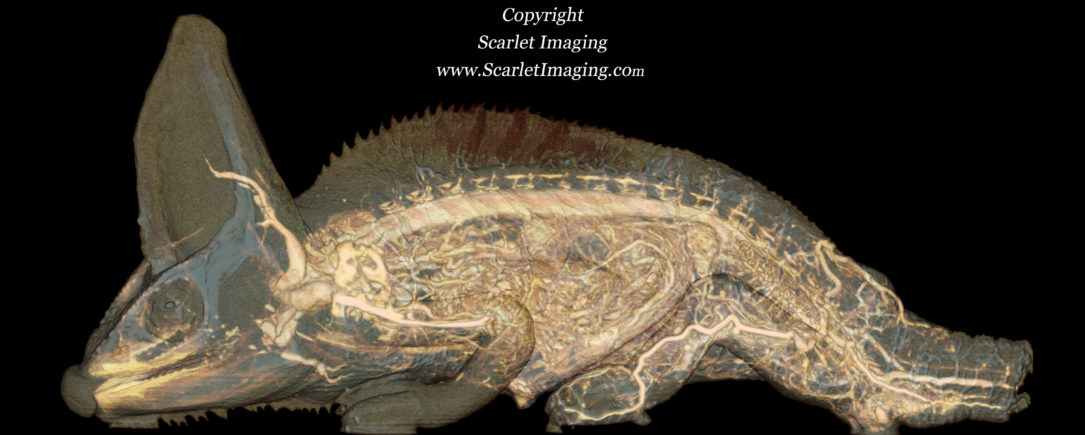 Veiled Chameleon Blood Supply Courtesy of BriteVu