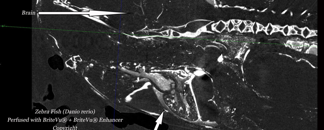 Zebra Fish BriteVu Study